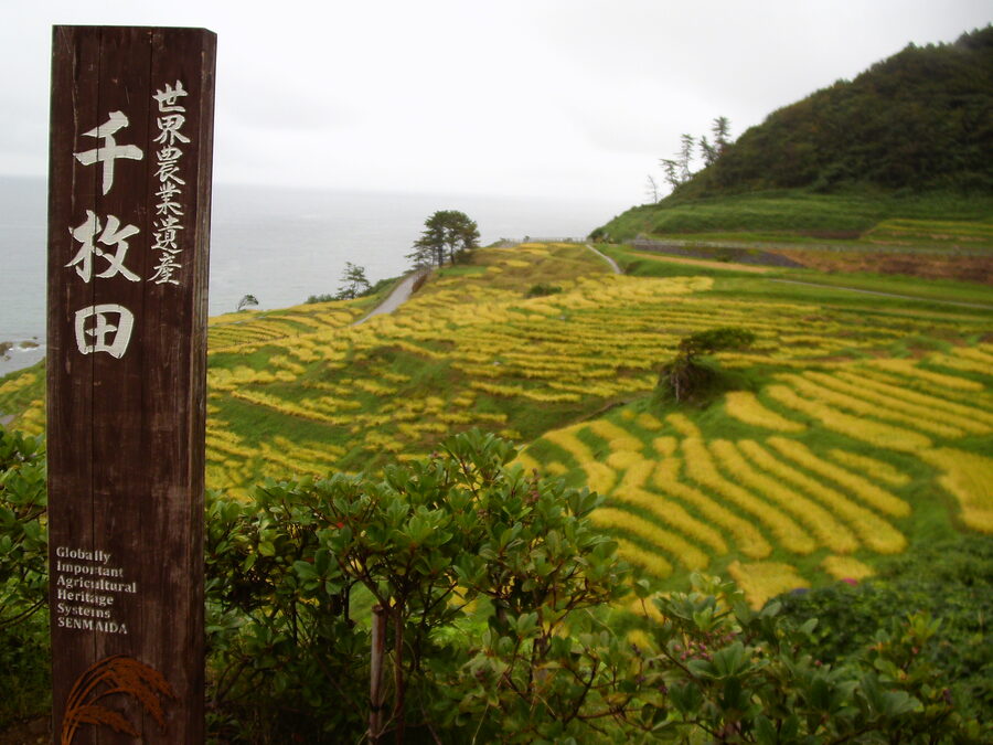 Senmaida paddies turning gold in autumn before harvest