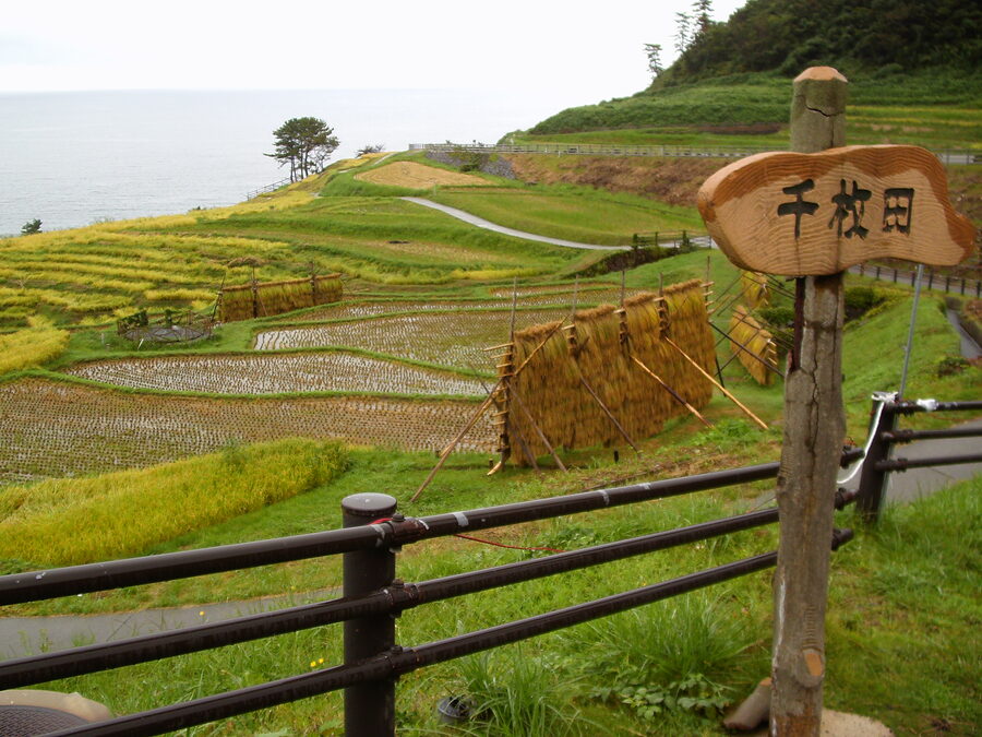 Wooden hazagoshi frames with rice stalks drying among Senmaida paddies