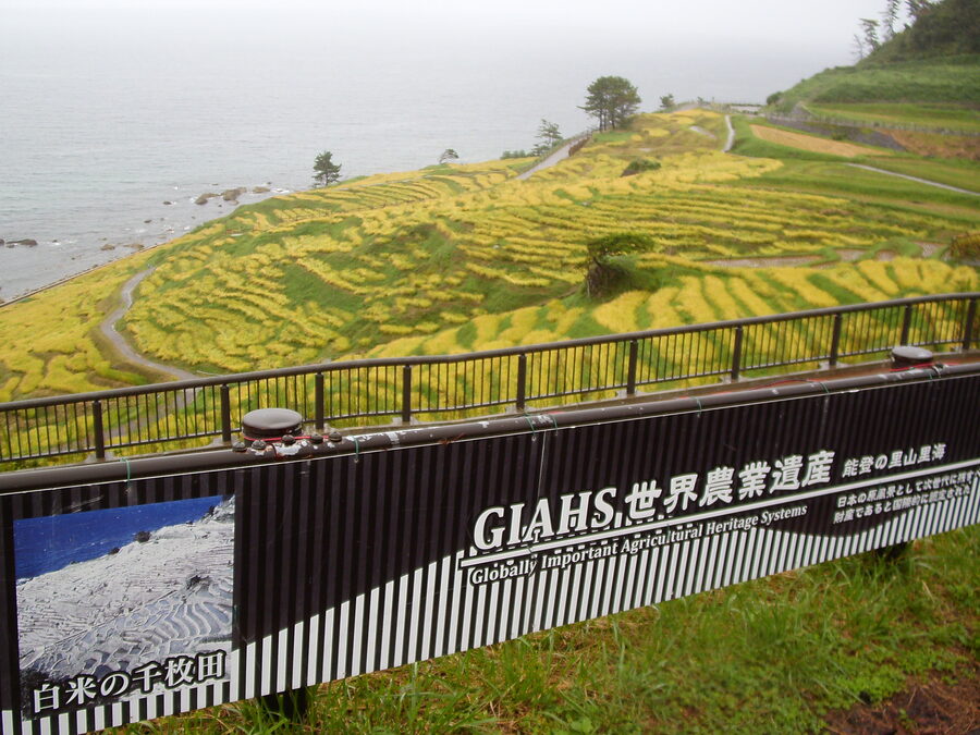 Senmaida slope with smaller paddies viewed from above in autumn