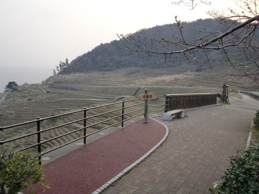 Senmaida paddies under soft early morning light