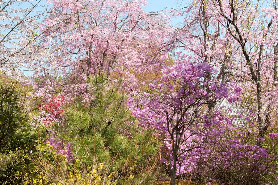 Sogen-chi pond at Tenryu-ji designed by Muso Soseki in the 1340s