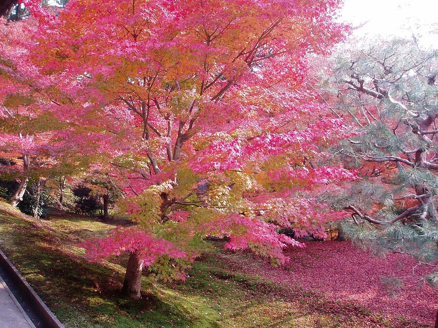 The Tsutenkyo covered bridge at Tofuku-ji temple in Higashiyama ward Kyoto crossing the Sengyokukan ravine surrounded by hundreds of red autumn maple trees