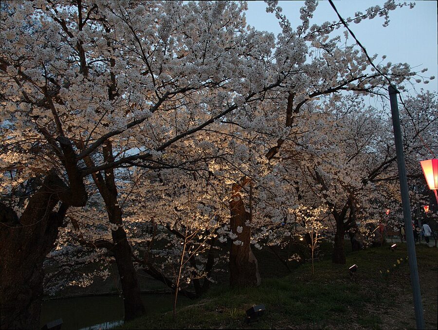 Cherry blossoms in full bloom at Ueda Castle Park in April in Nagano Prefecture