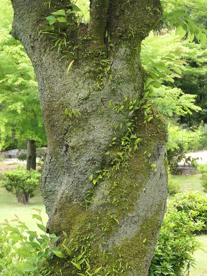 Urakuen tea garden Inuyama path and stone lantern below the castle hill