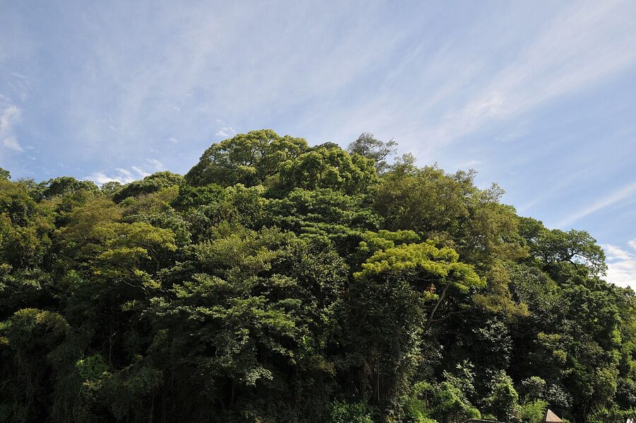 The wooded shiroyama hill of Uwajima Castle with the tenshu barely visible at the top